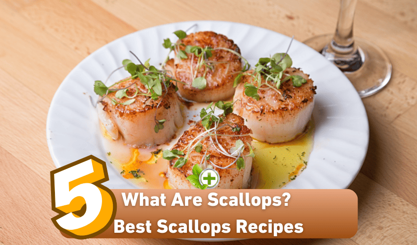 What Are Scallops? 5 Best Scallops Recipes Ulti Health Guide