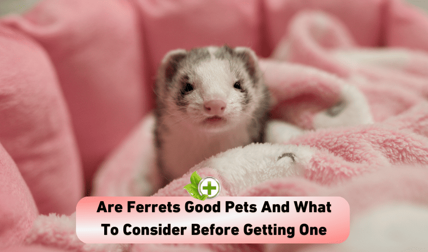 Are Ferrets Good Pets And What To Consider Before Getting One Ulti
