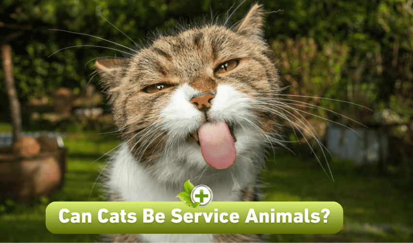 Featured Can Cats Be Service Animals 1 