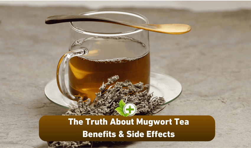 The Truth About Mugwort Tea Benefits & Side Effects Ulti Health Guide