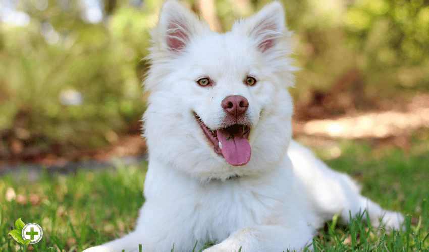 A happy white dog