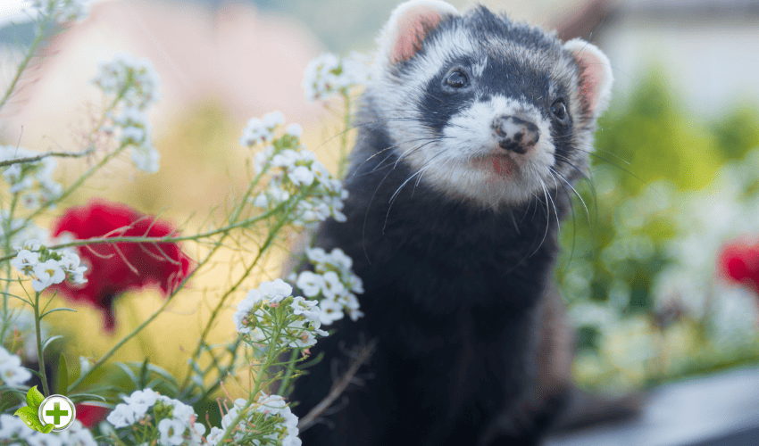 A ferret in the garden