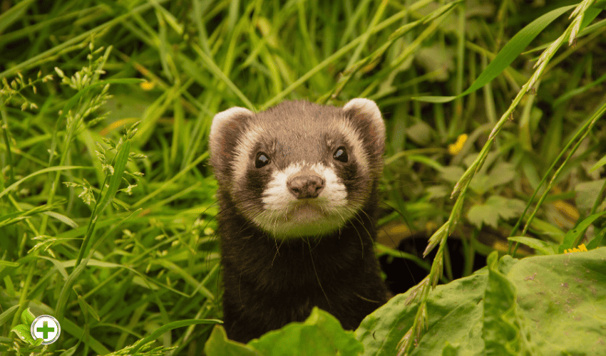 A ferret hiding in the grass