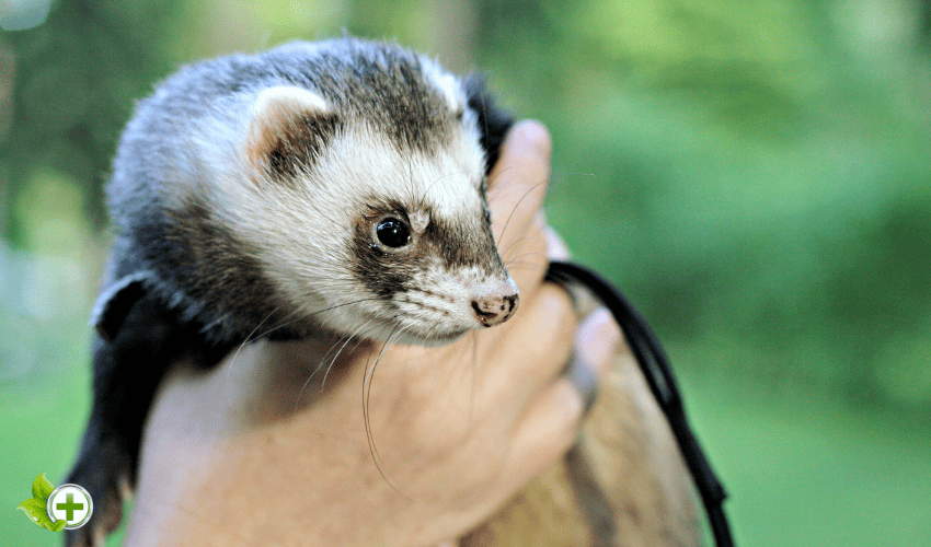 Ferret in owner's hand