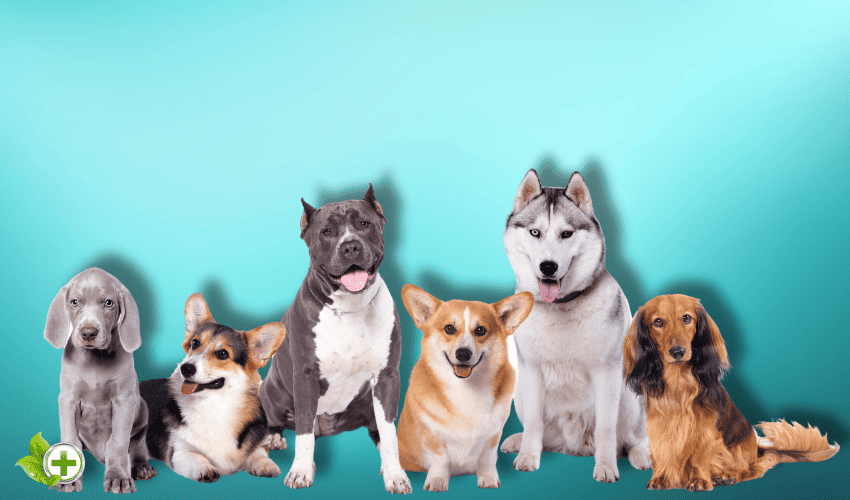 Different types of dog breeds