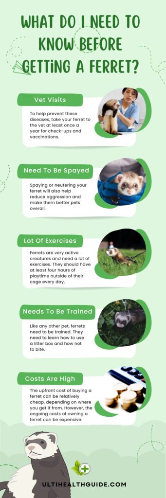 What you need to know before getting a ferret infographic