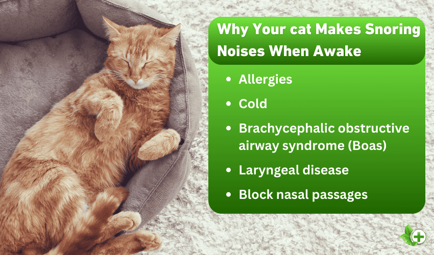 A list of why you cat makes snoring noises when awake in a post about "Reasons For Cat Snoring And What You Can Do About It"