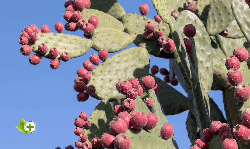 Prickly pear in a post about red fruits 