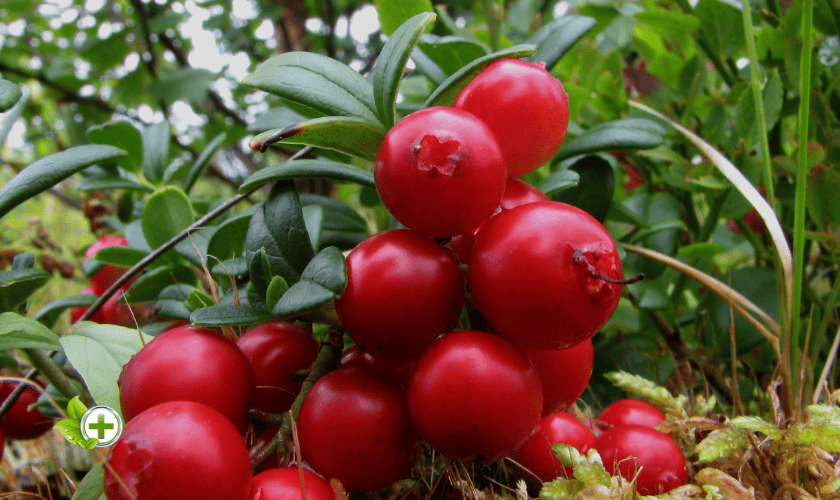 Lingonberry in a post about red fruits 